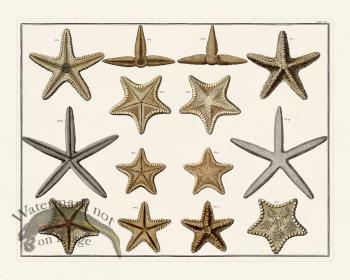 Seba B2 006 Starfish